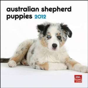   Australian Shepherd Puppies 2012 Small Wall Calendar