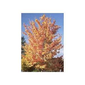  Silver Maple Tree, 36 48 Inch Patio, Lawn & Garden