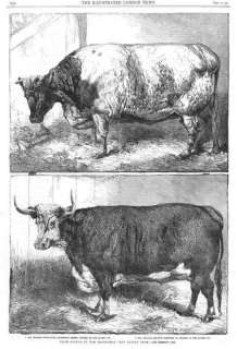 Farming CATTLE.Shorthorn.Hereford. Antique Print.1862  