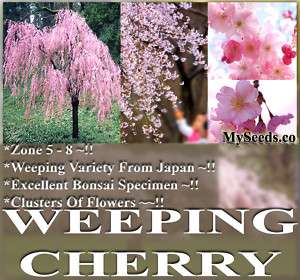 JAPANESE Weeping Higan Cherry BONSAI TREE ~ Tree Seeds~  