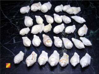 12 White Chula Shells Seashells Shellcraft Beach Decor  