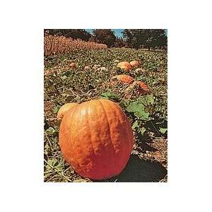  Pumpkin, Big Moon 1/2 Oz Patio, Lawn & Garden