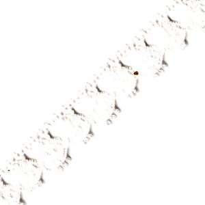  Venus Ribbon 1/2 Inch Cotton Cluny Lace, White, 5 Yard 