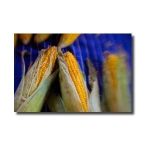 Corn On The Cob Ii Giclee Print:  Home & Kitchen