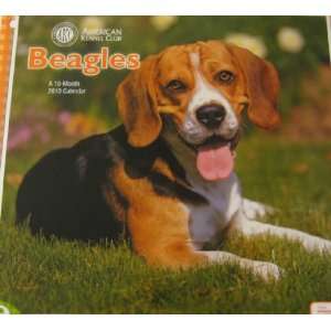   : Beagles   American Kennel Club 2010 Wall Calendar: Office Products