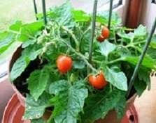   Tom Tomato Seeds Worlds Smallest Tomato Plant Garden Starts  