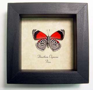 The 88 Butterfly Amazing Real Framed Insect 339  