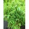 Immergrüner Bambus Super Jumbo®  Garten