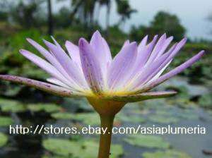 10 LIVE UNKNOWN WATER LILY PLANTS BULB LOTUS +FreeDoc  