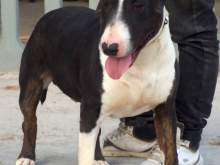 Bull Terrier Annunci per Cani   Cuccioli e cani in Sicilia in vendita 