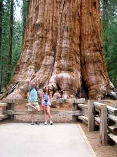 Le séquoia est le plus grand et le plus gros arbre de la planète 