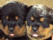 Rottweiler Annunci per Animali e Accessori   Animali e cuccioli in 
