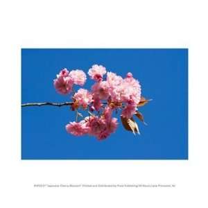  Japanese Cherry Blossom 10.00 x 8.00 Poster Print