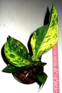 Anthurium hookeri GreenPetiole Variegated Exact plant  