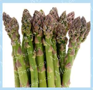 Asparagus seeds   STRAIGHT SPEARS~~ MARY WASHINGTON ~~~  
