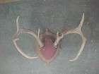DH1 Vintage Minnesota big whitetail deer buck