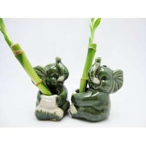  9GreenBox   Live Spiral 3 Style Lucky Bamboo Plant 