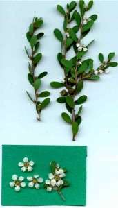 Coastal Tea Tree Seed Hedge Frost, Salt Hardy Tough One  