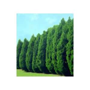  Thuja Green Giant Arborvitae ~Fast Growing Trees~ 3 inch 
