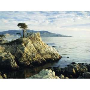 The Lone Cypress Tree on the Coast, Carmel, California, USA Premium 