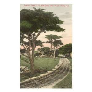 Cypress Trees, Pacific Grove, California Premium Poster Print, 8x12