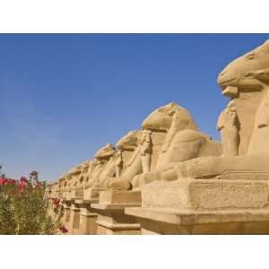  Row of Sphinx with Ram Heads at the Great Temple at Karnak 