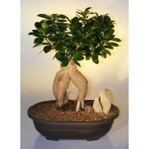 Bonsai Boys Ginseng Ficus Bonsai Tree Grocery & Gourmet Food