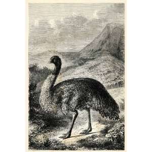  1879 Wood Engraving Emu Bird Australia Feather Animal 