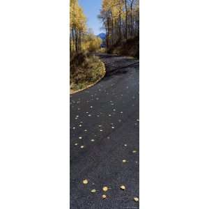  Dry Leaves Fallen on the Road, Skyway Drive, Utah, USA 