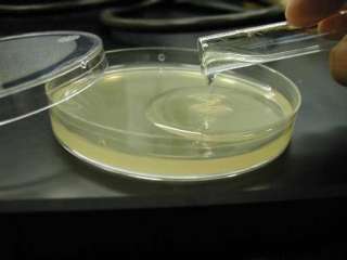 25g Nutrient Agar kit makes 50 Petri dishs Science Fair  