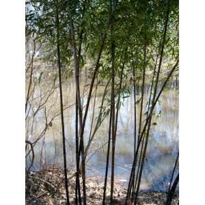  Black Bamboo (Phyllostachys nigra) Patio, Lawn & Garden