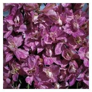   & Morgan Splish Splash Larkspur Flower Seeds Patio, Lawn & Garden