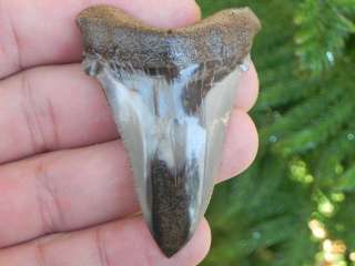 2b Megalodon fossil shark tooth teeth 100 % REAL FOSSIL MEGALODON 