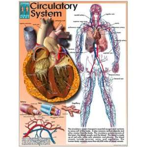  Systems of the Human Body Poster Series   Laminated 