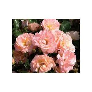  Peach Drift Rose Seeds Packet: Patio, Lawn & Garden
