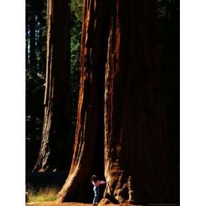  A Person Stands Before a Giant Sequoia Tree in the Park 