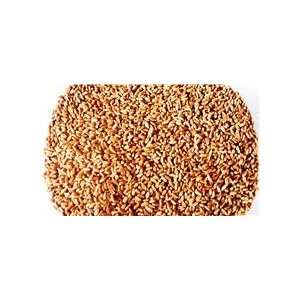 com Hard Red Winter Wheat   1 Lbs   Excellent For Growing Wheatgrass 